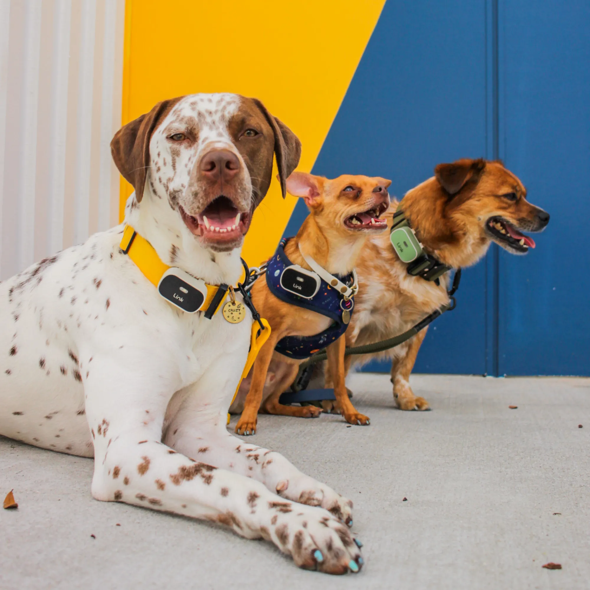 The Link Smart Pet Wearable