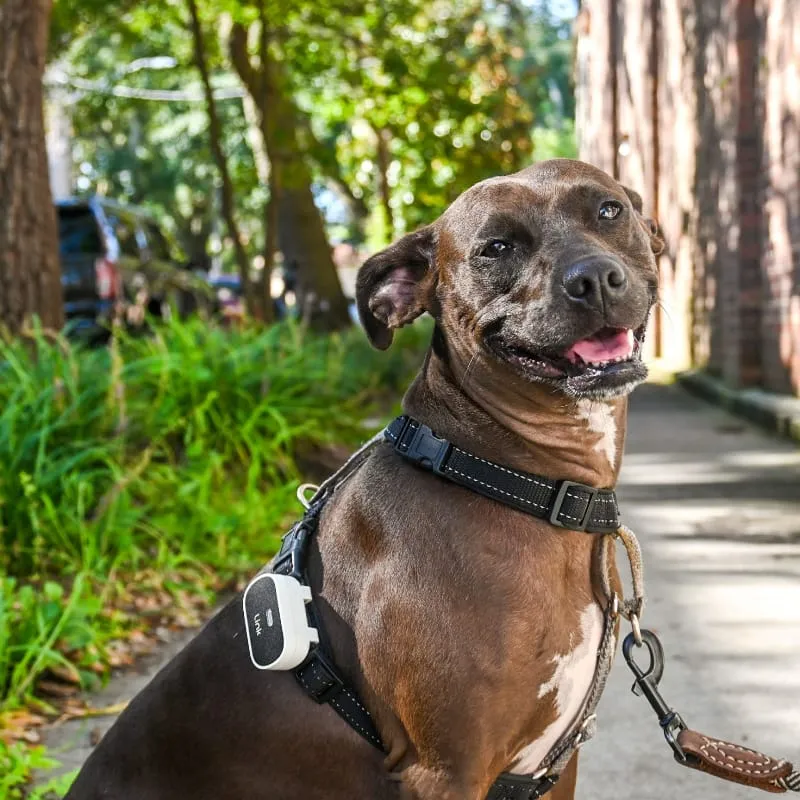 The Link Smart Pet Wearable